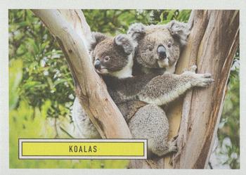 2020 Topps On Demand Benefit for Australia #2 Koalas Front