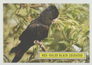2020 Topps On Demand Benefit for Australia #3 Red-Tailed Black Cockatoo Front
