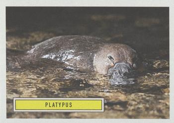 2020 Topps On Demand Benefit for Australia #4 Platypus Front