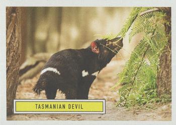 2020 Topps On Demand Benefit for Australia #5 Tasmanian Devil Front