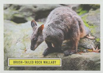 2020 Topps On Demand Benefit for Australia #7 Brush-Tailed Rock Wallaby Front