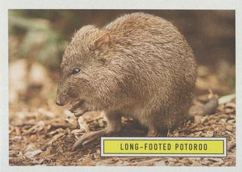 2020 Topps On Demand Benefit for Australia #9 Long-Footed Potoroo Front
