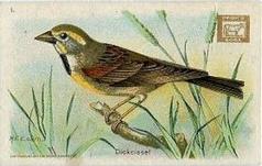 1922 Church & Dwight Useful Birds of America Third Series Small (J7a) #1 Dickcissel Front