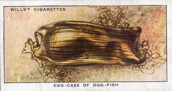1938 Wills's The Sea-Shore #5 Egg-case Of Dog-fish Front