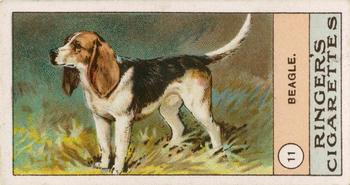 1908 Ringer's Dogs Series #11 Beagle Front