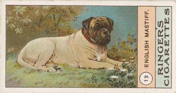 1908 Ringer's Dogs Series #13 English Mastiff Front