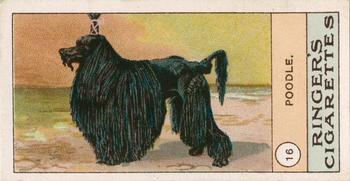 1908 Ringer's Dogs Series #16 Poodle Front