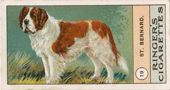 1908 Ringer's Dogs Series #19 St. Bernard Front