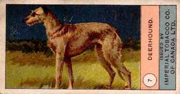 1924 Imperial Tobacco Co of Canada (ITC) Dogs Series #7 Deerhound Front