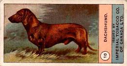 1924 Imperial Tobacco Co of Canada (ITC) Dogs Series #10 Dachshund Front