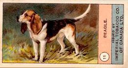 1924 Imperial Tobacco Co of Canada (ITC) Dogs Series #11 Beagle Front