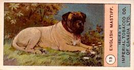 1924 Imperial Tobacco Co of Canada (ITC) Dogs Series #13 English Mastiff Front