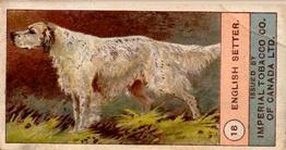 1924 Imperial Tobacco Co of Canada (ITC) Dogs Series #18 English Setter Front