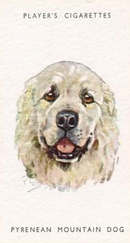 1955 Player's Dogs' Head #22 Pyrenean Mountain Dog Front