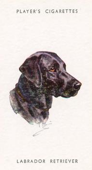 1955 Player's Dogs' Head #24 Labrador Retriever Front