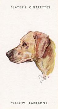 1955 Player's Dogs' Head #25 Yellow Labrador Front