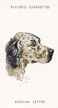 1955 Player's Dogs' Head #28 English Setter Front