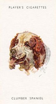 1955 Player's Dogs' Head #32 Clumber Spaniel Front