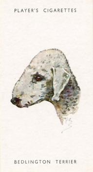 1955 Player's Dogs' Head #36 Bedlington Terrier Front