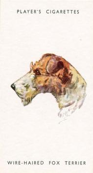 1955 Player's Dogs' Head #43 Wire-Haired Fox Terrier Front