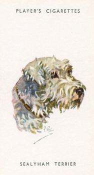 1955 Player's Dogs' Head #46 Sealyham Terrier Front