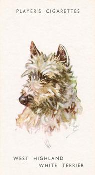 1955 Player's Dogs' Head #48 West Highland White Terrier Front