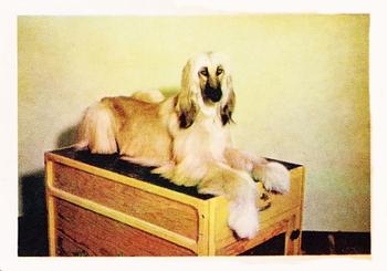 1957 Oak Manufacturing Premiere Dogs #NNO Afghan Hound Front
