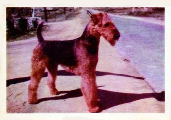1957 Oak Manufacturing Premiere Dogs #NNO Airedale Terrier Front