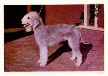 1957 Oak Manufacturing Premiere Dogs #NNO Bedlington Terrier Front