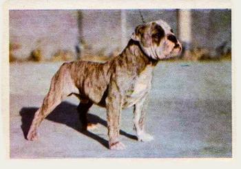 1957 Oak Manufacturing Premiere Dogs #NNO Bulldog Front