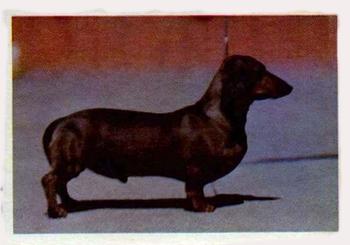 1957 Oak Manufacturing Premiere Dogs #NNO Dachshund (Smooth) Front