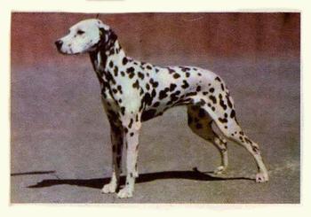 1957 Oak Manufacturing Premiere Dogs #NNO Dalmatian Front
