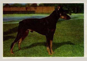 1957 Oak Manufacturing Premiere Dogs #NNO Doberman Pinscher Front