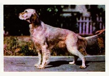 1957 Oak Manufacturing Premiere Dogs #NNO English Setter Front