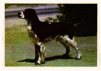 1957 Oak Manufacturing Premiere Dogs #NNO English Springer Spaniel Front