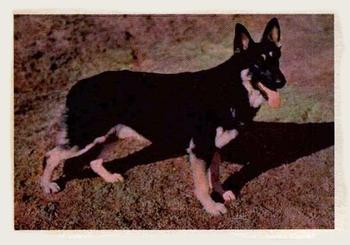 1957 Oak Manufacturing Premiere Dogs #NNO German Shepherd Front