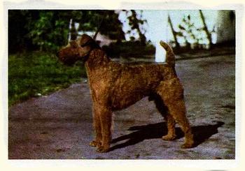 1957 Oak Manufacturing Premiere Dogs #NNO Irish Terrier Front