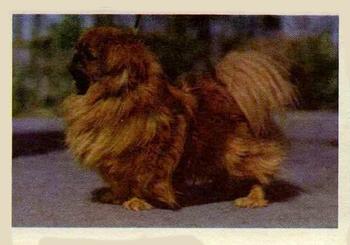 1957 Oak Manufacturing Premiere Dogs #NNO Pekingese Front