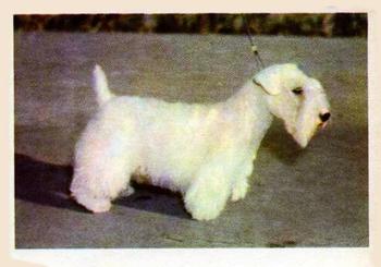 1957 Oak Manufacturing Premiere Dogs #NNO Sealyham Terrier Front