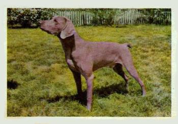 1957 Oak Manufacturing Premiere Dogs #NNO Weimaraner Front