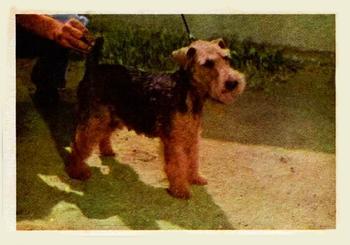 1957 Oak Manufacturing Premiere Dogs #NNO Welsh Terrier Front
