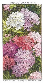 1939 Wills's Garden Flowers #9 Candytuft Front