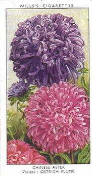 1939 Wills's Garden Flowers #12 Chinese Aster Front