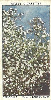 1939 Wills's Garden Flowers #23 Gypsophila Front
