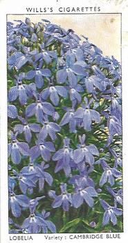 1939 Wills's Garden Flowers #28 Lobelia Front