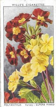 1939 Wills's Garden Flowers #39 Polyanthus Front