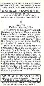 1939 Wills's Garden Flowers #41 Salvia Back