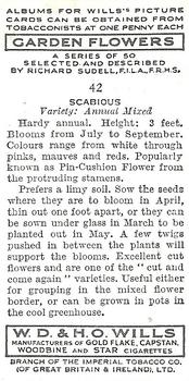 1939 Wills's Garden Flowers #42 Scabious Back
