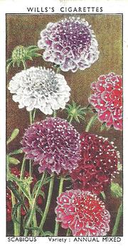 1939 Wills's Garden Flowers #42 Scabious Front