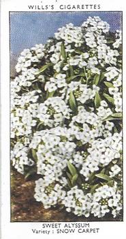1939 Wills's Garden Flowers #44 Sweet Alyssum Front
